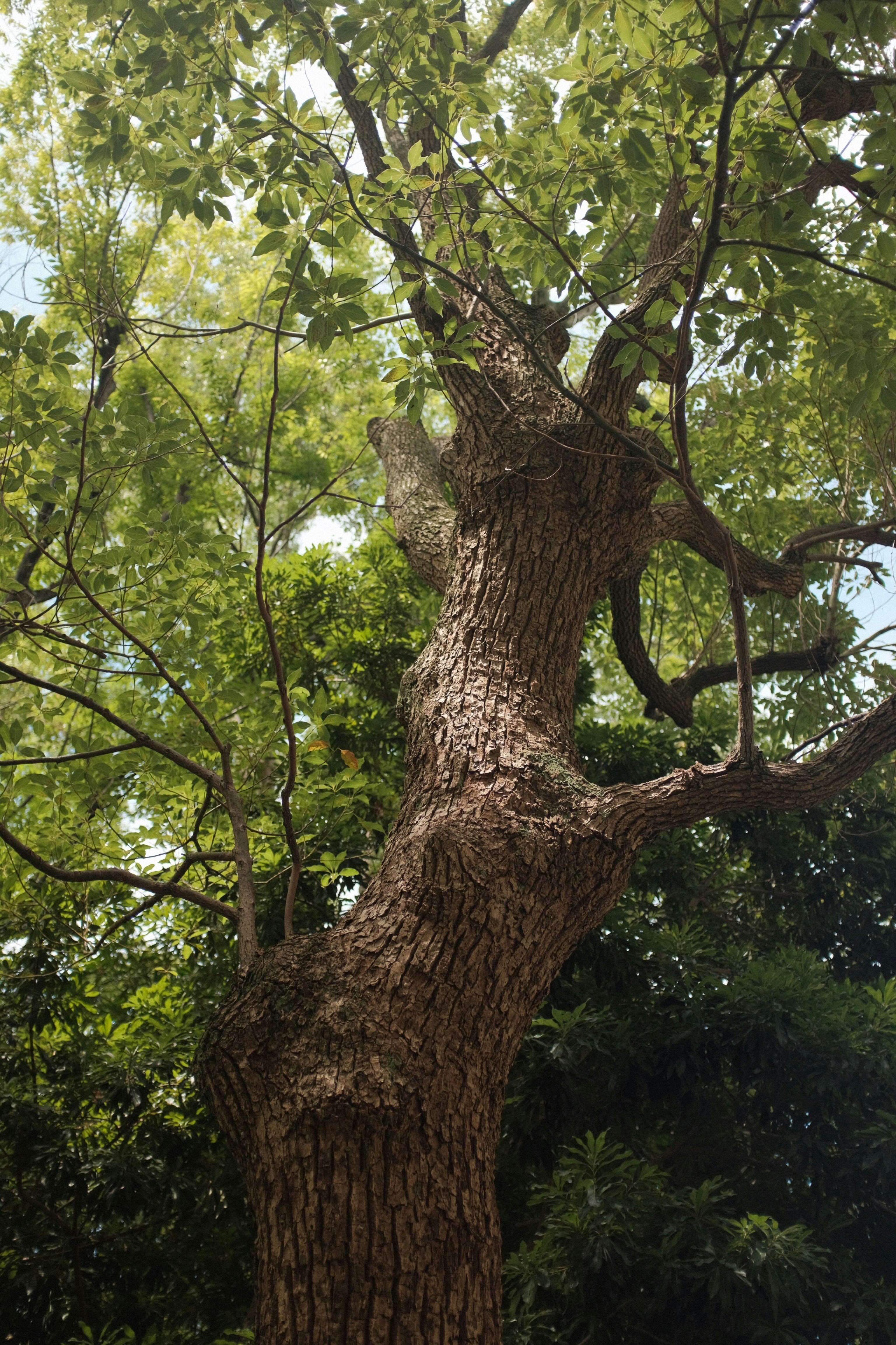 green tree with green leaves during daytime